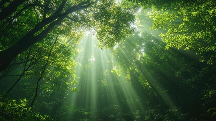 Obraz premium Lush Forest with Sun Rays Streaming Through Leaves