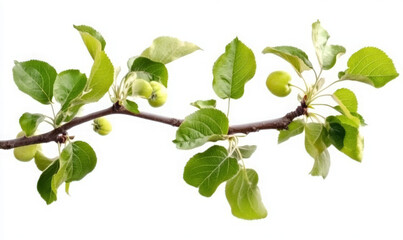 Naklejka premium A branch of an apple tree with green leaves and small, unripe apples.