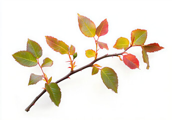 Naklejka premium A close-up of a rose branch with green and red leaves, isolated on a white background.