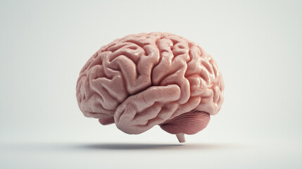 Clean, simple illustration of a brain for a neuroscience research presentation.