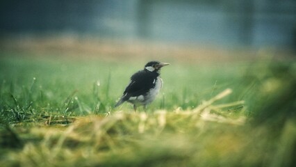 crow on the grass