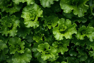 Vibrant green lettuce plants displayed beautifully in a garden setting