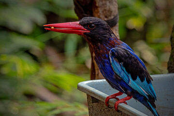 cekakak jawa or halcyon cyanoventris