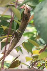 Lizard camouflaged in lush green leaves, highlighting its natural habitat and blending ability. Reptile scaling branches, showcasing its climbing skills and textured body. Lizard hidden among foliage