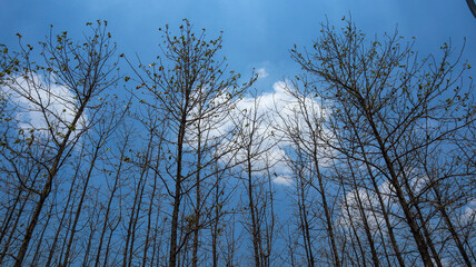 The crowns of several beautiful but dry trees without leaves against a blue sky background with...