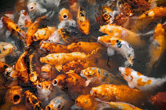 Fish swimming in a pond	