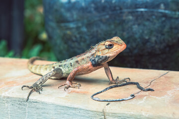 Sharp-eyed lizard on a neutral background, highlighting its alert expression and detail. Macro shot of a lizard's sharp claws and textured skin. Lizard basking in the sun, perfect for wildlife.