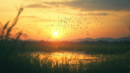 Naklejka premium Serene Sunset View Over Wetland with Mosquitoes
