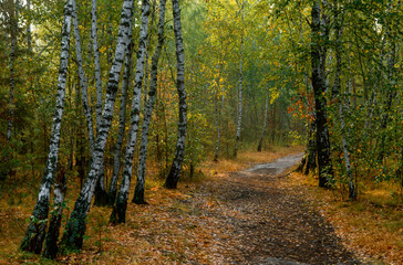 Traveling along forest roads and paths. Walking in nature.