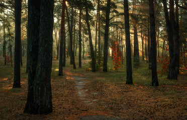 Sunbeams breaking through tree branches. Nice autumn morning. Walks in nature.