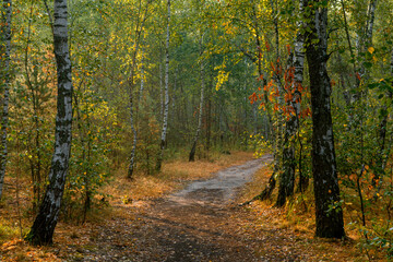 Traveling along forest roads and paths. Walking in nature.