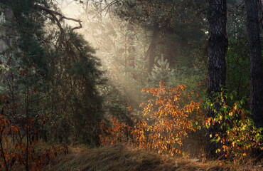 Sunbeams breaking through tree branches. Nice autumn morning. Walks in nature.