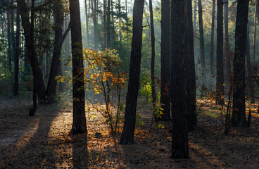 Obraz premium Sunbeams breaking through tree branches. Nice autumn morning. Walks in nature.