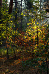 Sunbeams breaking through tree branches. Nice autumn morning. Walks in nature.