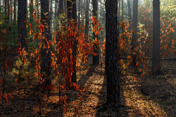 Fototapeta premium Sunbeams breaking through tree branches. Nice autumn morning. Walks in nature.