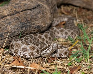 Venomous Western Massasauga Rattlesnake
