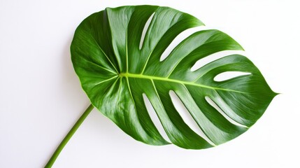 Fototapeta premium A single, large, green monstera leaf isolated on a white background.