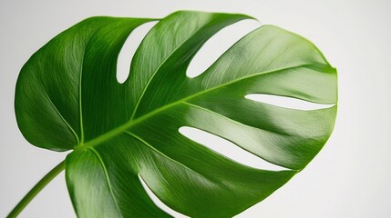 Fototapeta premium A single, large, green leaf with holes, isolated on a white background.