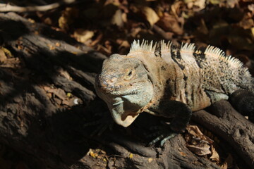 This is my first photo collection, so I would appreciate any recommendations you can give me. Thank you very much.