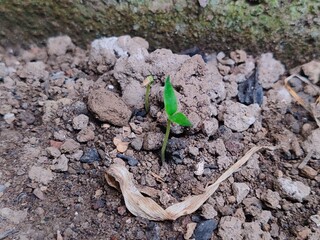 chilies that have just grown from the ground