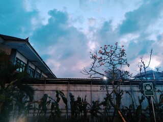 morning clouds and red frangipani trees