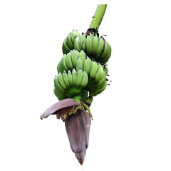 banana blossom isolated on a transparent background, bunch of bananas isolated on transpatent background. © stp