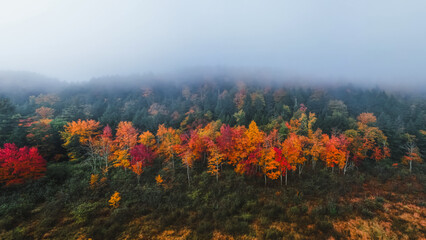 Moody Fog Covered Forest Aerial View of Row of Colorful Fall Foliage Orange and Red Trees Among Green Trees in Forest. Stand Out Be Different.