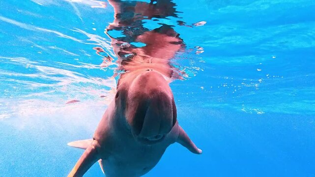 Dugong (sea cow) diving from the stern of a traditional boar in Alor, Indonesia, Southeast Asia.