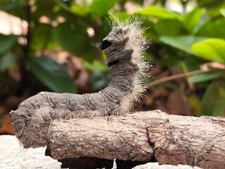 Caterpillar on the wood