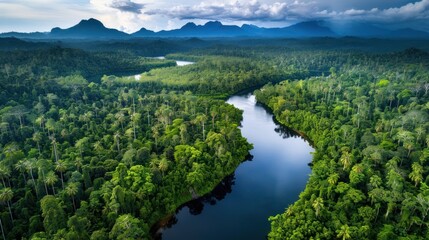 Fototapeta premium Aerial View of a River Winding Through a Lush Rainforest