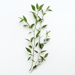 Fototapeta premium Andrographis paniculata relieves cold symptoms on white background.