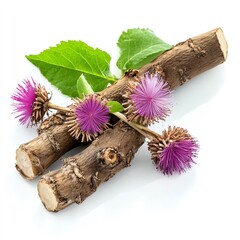 Burdock root detoxifies the liver on white background.