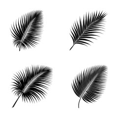 Obraz premium vector set of coconut or palm leaves silhouette icon (artwork 1)