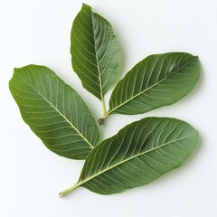 Guava leaves treat diarrhea on white background.