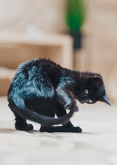 Black Cat Pictured Indoors with Focused Gaze and Playful Energy engaged in tail-chasing fun