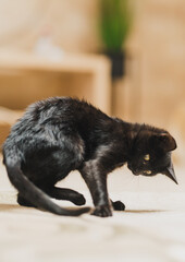 Black Cat Pictured Indoors with Focused Gaze and Playful Energy