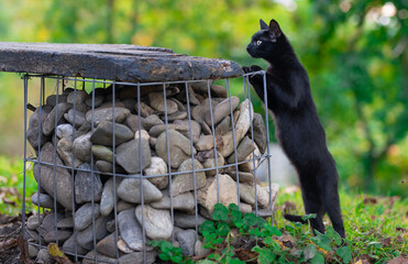 Curious Black Cat Standing Outdoors by a Stone Wire Structure