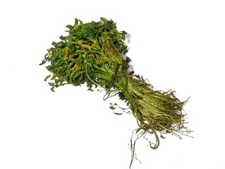 Wilted vegetables in yellowish green color isolated on white background 