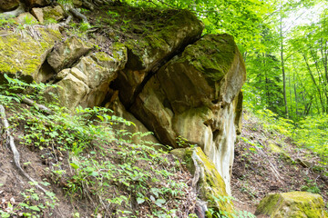 nature park , spring mood and a walk through the forest on a sunny day