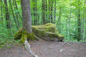 nature park , spring mood and a walk through the forest on a sunny day