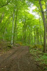 nature park , spring mood and a walk through the forest on a sunny day