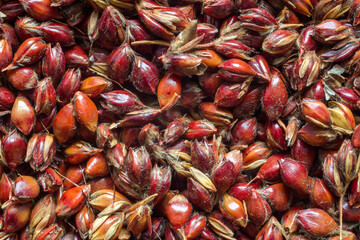 Broom (technical) sorghum. Seeds close-up. Natural seeds of an agricultural plant.
