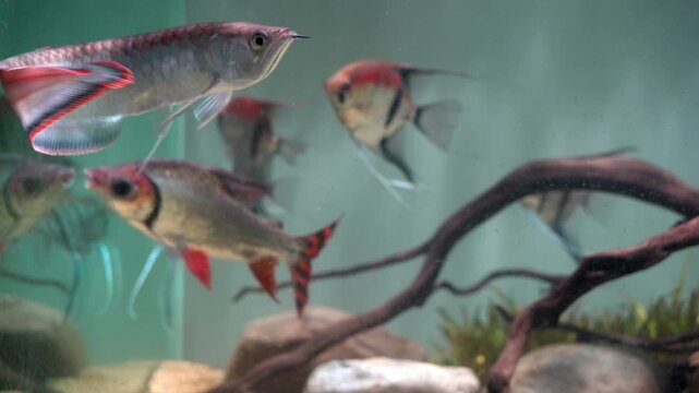 Black Arowana (Osteoglossum ferreirai) swimming in large planted aquarium with red back angelfish manacupuru and flagtail fish