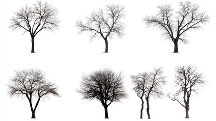 Obraz premium Collection of leafless trees isolated on white background. Includes clipping path.