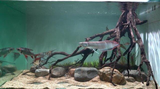 Black Arowana (Osteoglossum ferreirai) swimming in large planted aquarium