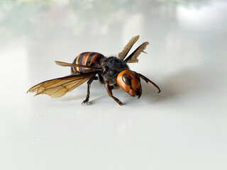Japanese dangerous giant hornet on the table
