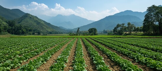 Lush green field of crops against the backdrop of majestic mountains.