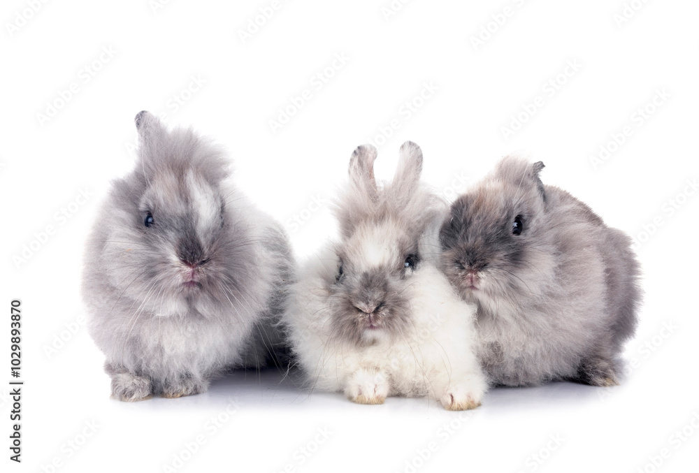 Poster young Lionhead rabbit