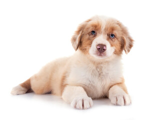 puppy australian shepherd in studio