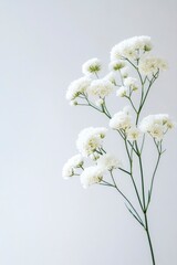 Obraz premium White flowers on a white background, white baby's breath.